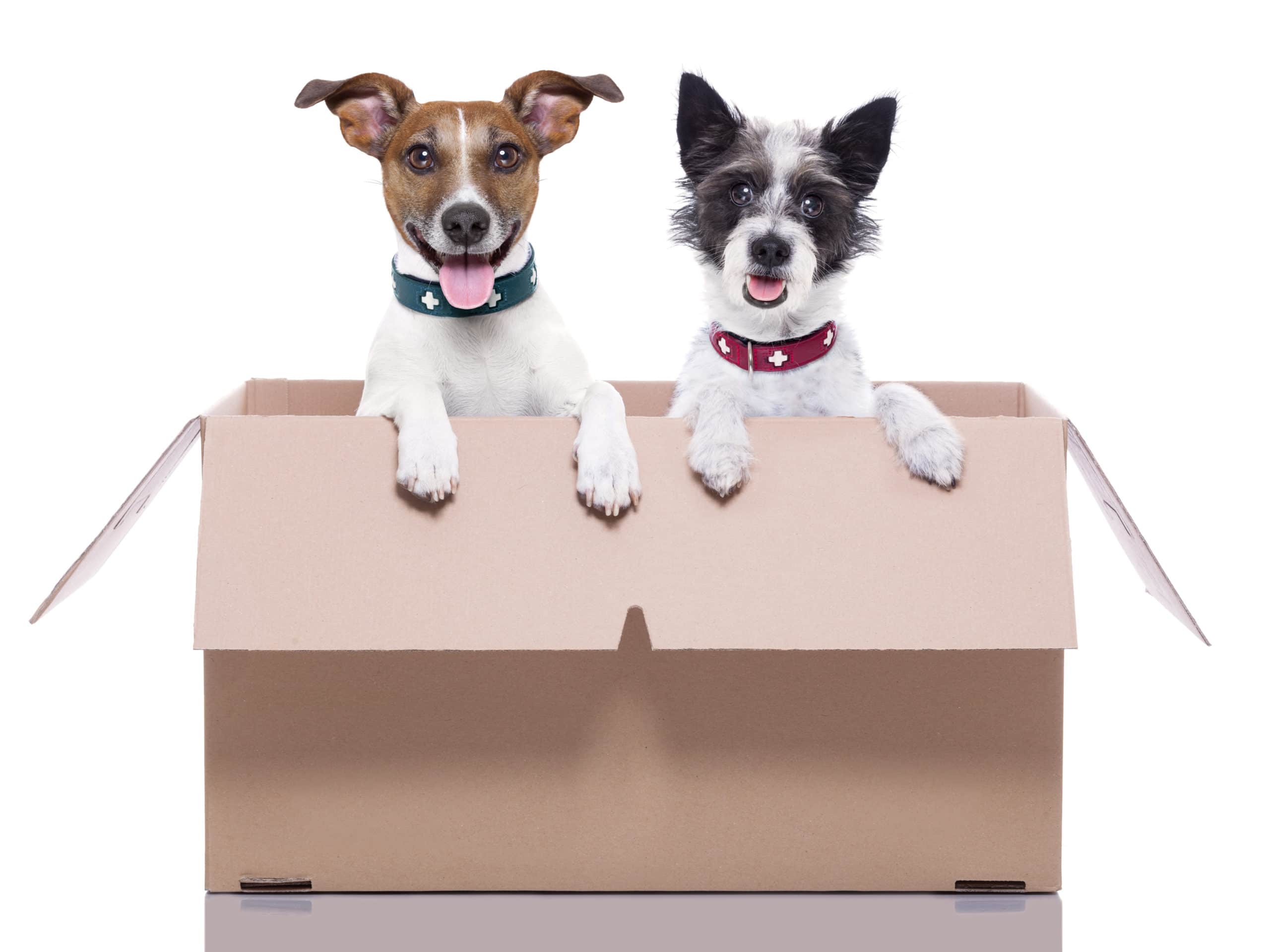 Two dogs in a brown moving box Tampa