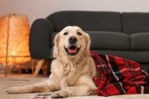 Cute dog covered with warm plaid at home - Pet-Friendly Apartments In Webster, TX