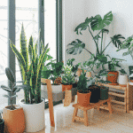 renter-friendly plants